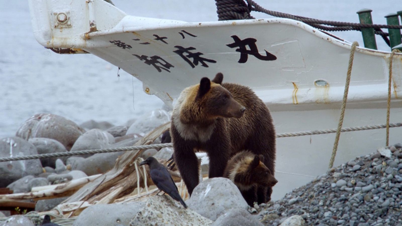 Grandes documentales - Japón salvaje: Las islas del Sudoeste - ver ahora