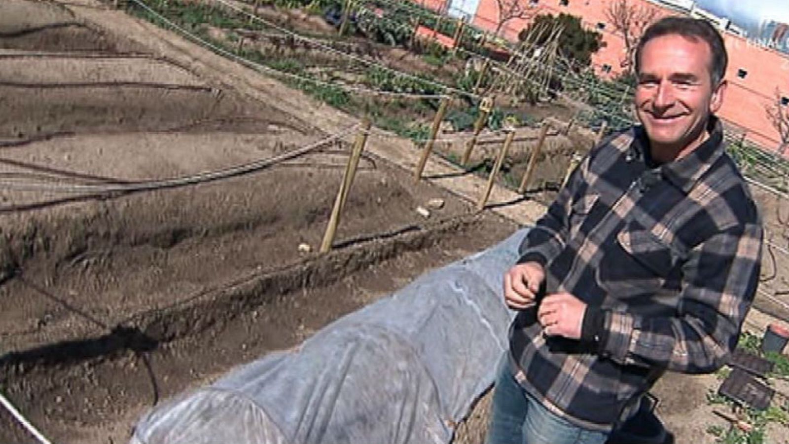 ¿Cómo podemos cultivar remolacha?