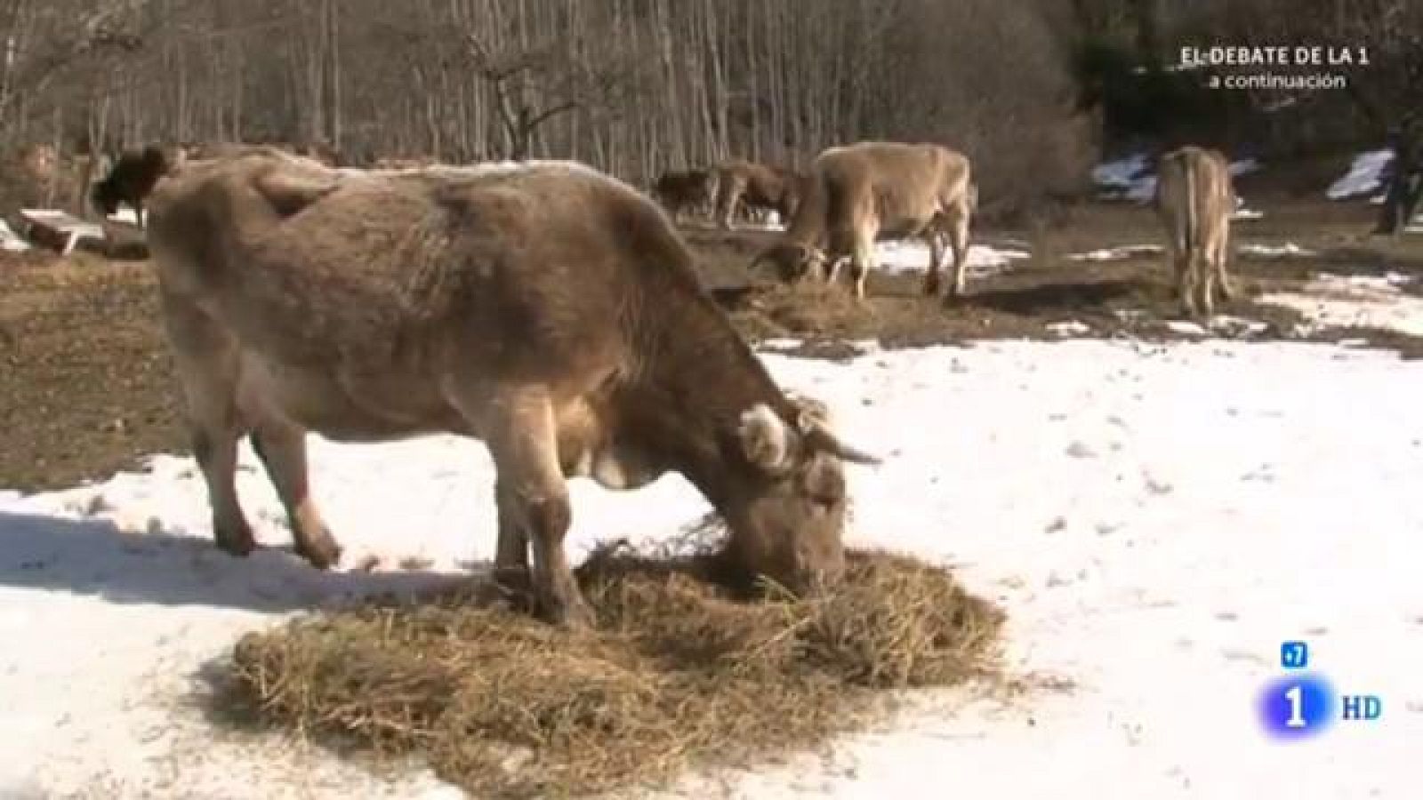 Comando Actualidad - Vaya valle bello - Valle de Tena