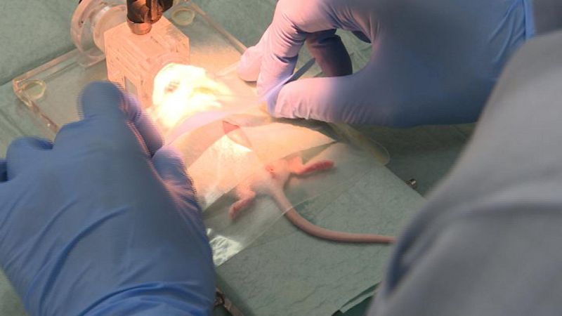 Ratón anestesiado a punto de ser intervenido