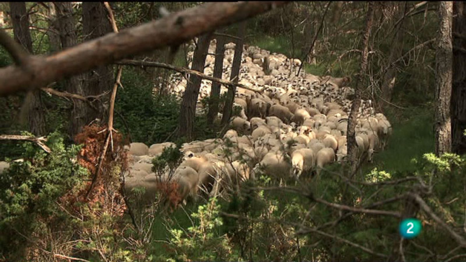 La Aventura del Saber. TVE. Serie: 'El túnel del tiempo'. Memoria del camino 6: Trashumantes
