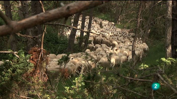 La aventura del Saber - 'El túnel del tiempo'. Memoria del camino 6: Trashumantes