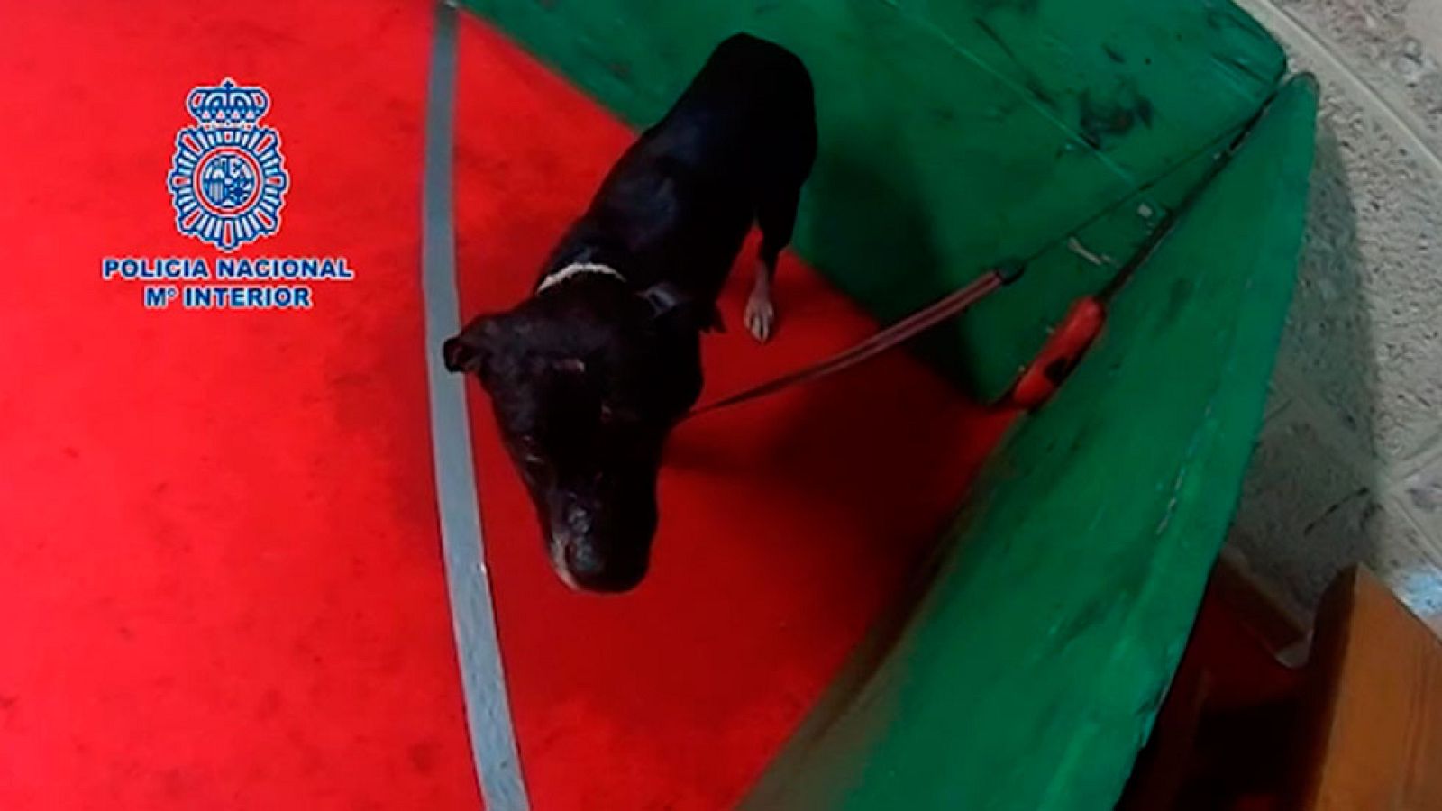 34 detenidos en una macroperación contra las peleas organizadas de perros