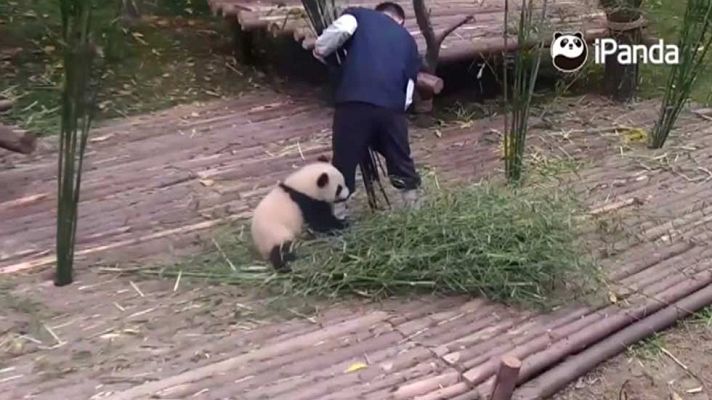Telediario 1 - El vídeo del oso panda que se ha vuelto viral