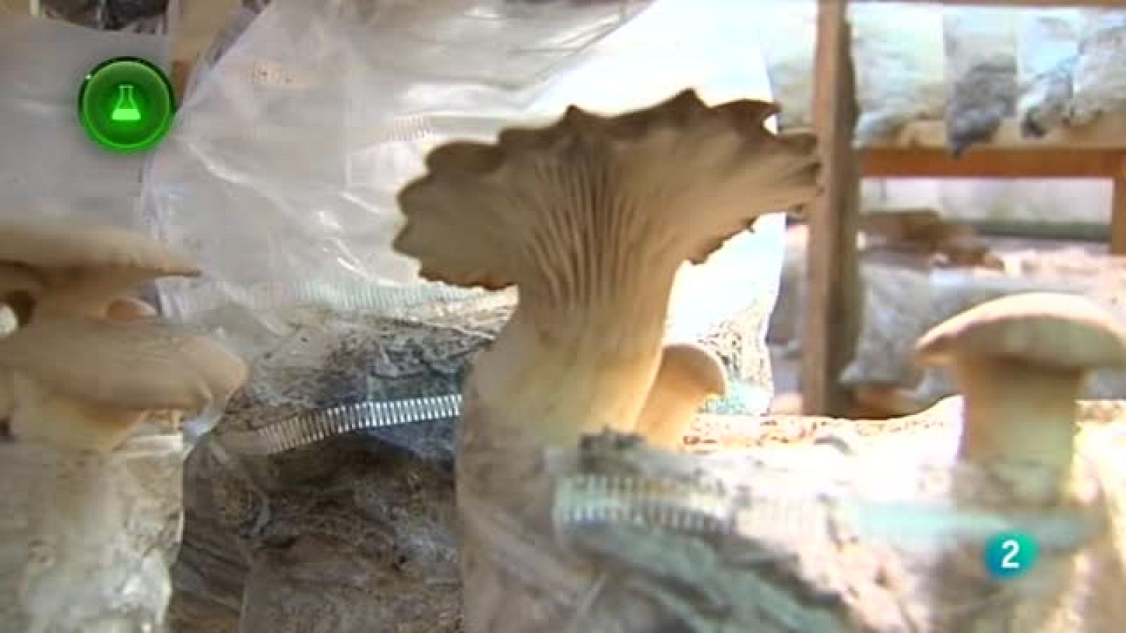 Agorsfera - Laboratorio de ideas - Hifas AE