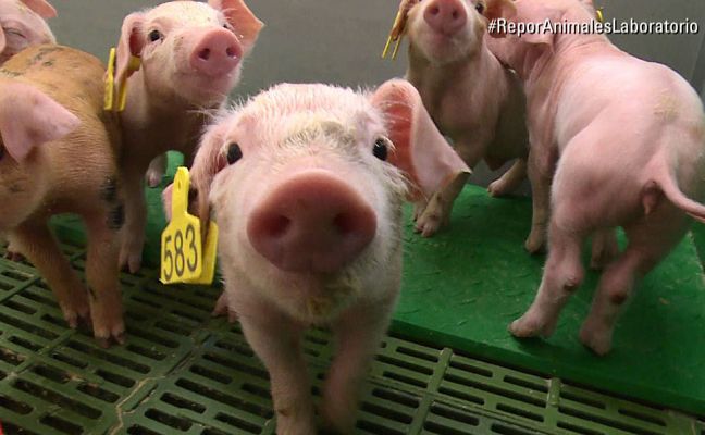 Repor - Animales bajo lupa