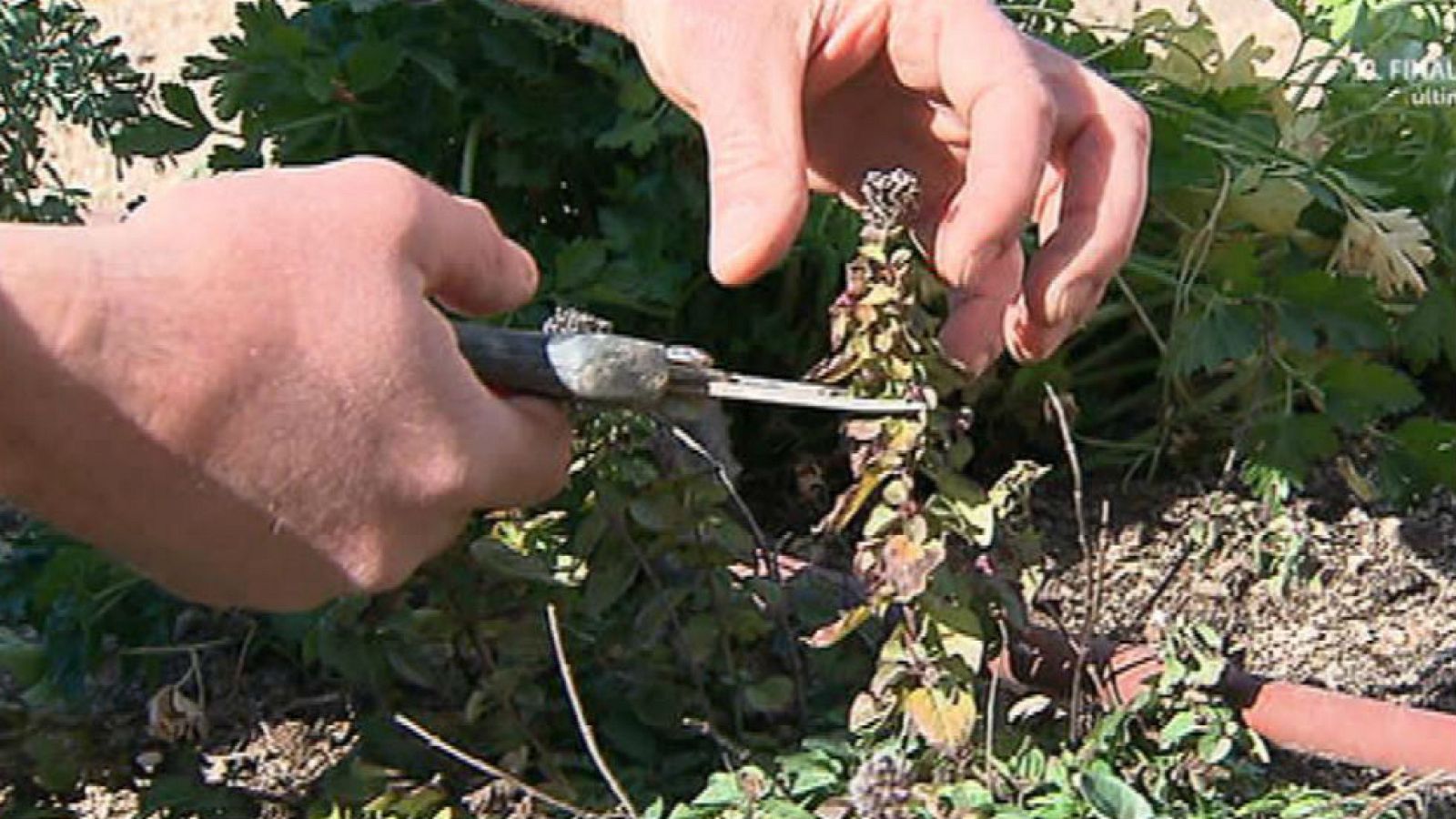 Nuestra huerta huele a orégano