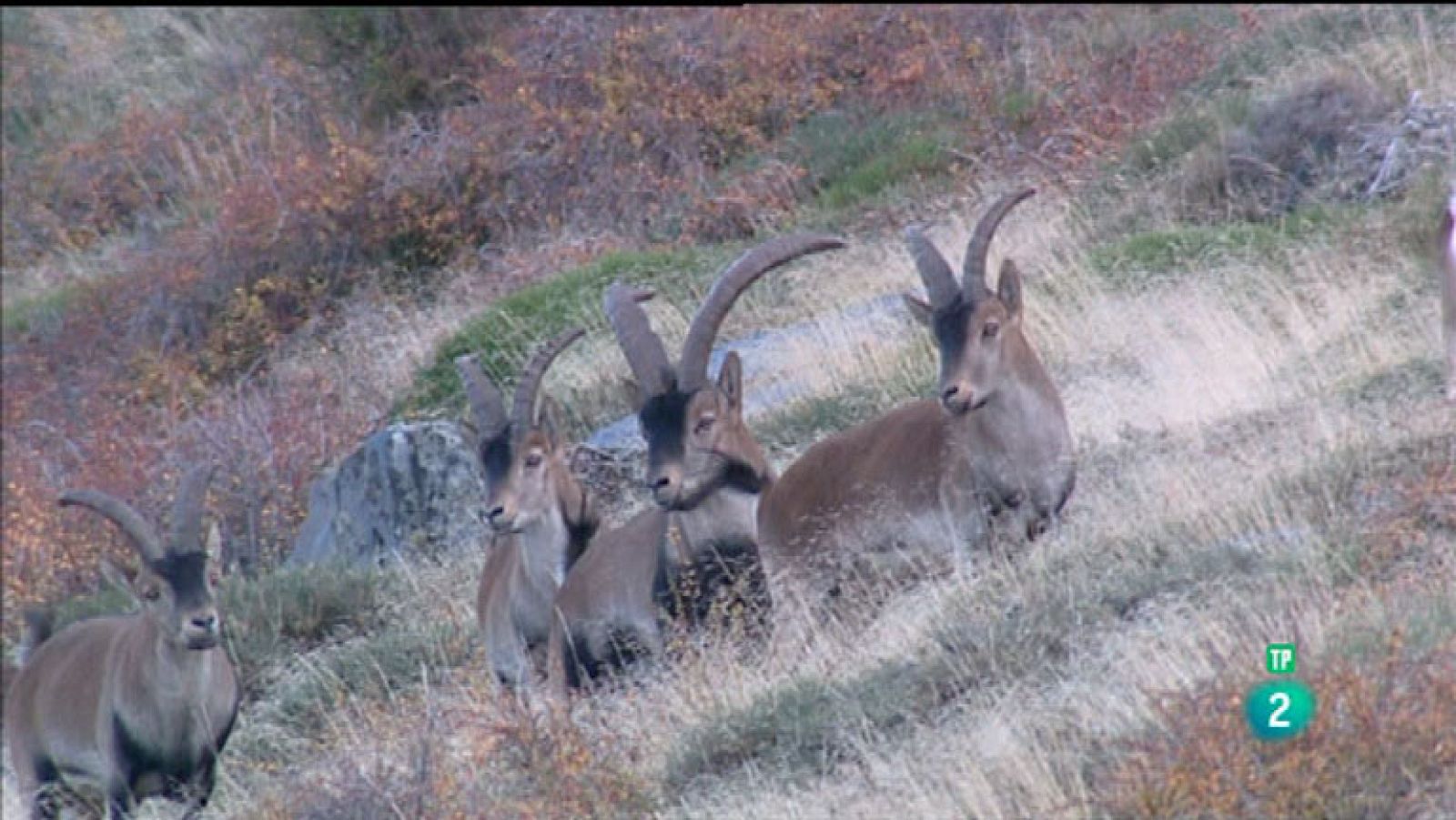 La Aventura del Saber. TVE. Máster de Gestión de Fauna Silvestre