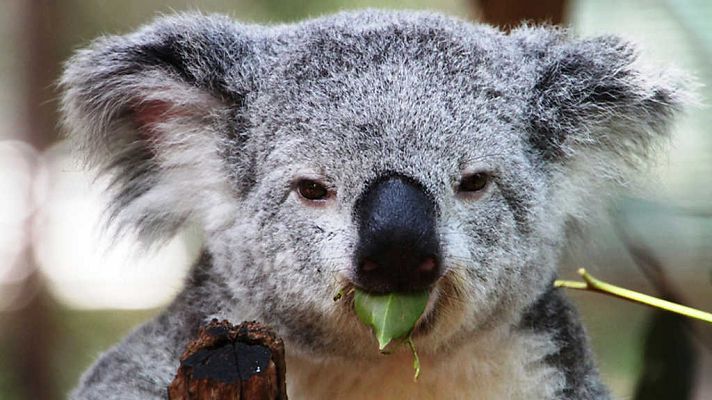 Grandes documentales - La vida secreta de los koalas: La época de reproducción