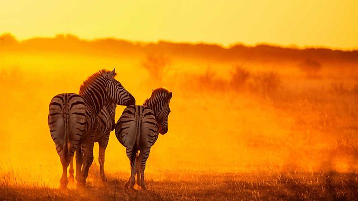 El documental - Un mundo aparte: El hombre entre las bestias