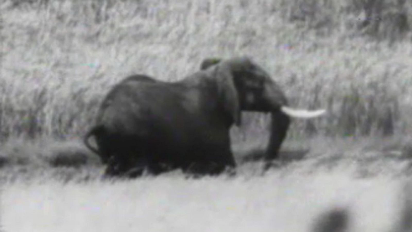 El planeta azul - Los elefantes se mueren de hambre