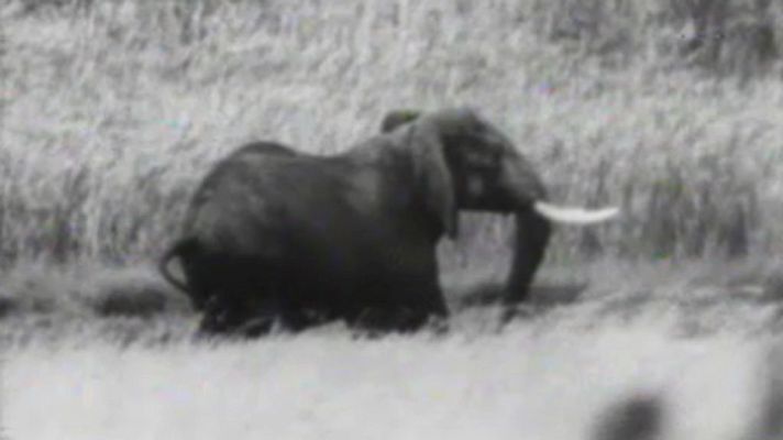 El planeta azul - Los elefantes se mueren de hambre