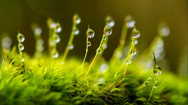 Telediario 1 - La fotografía científica muestra lo que el ojo no es capaz de ver