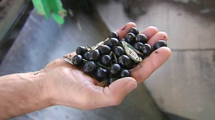 Agrosfera - Agrosfera - 04/03/17