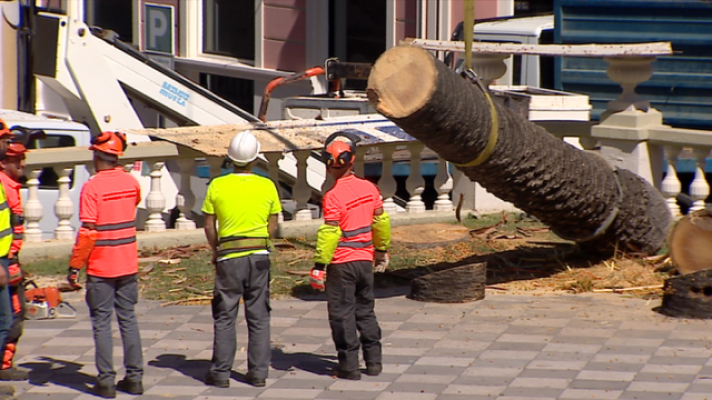  - Palmeras La Orotava