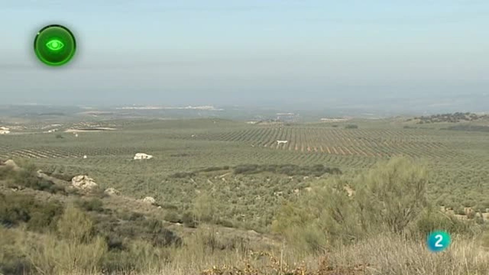 Agrosfera - Primer plano - Olivares Vivos