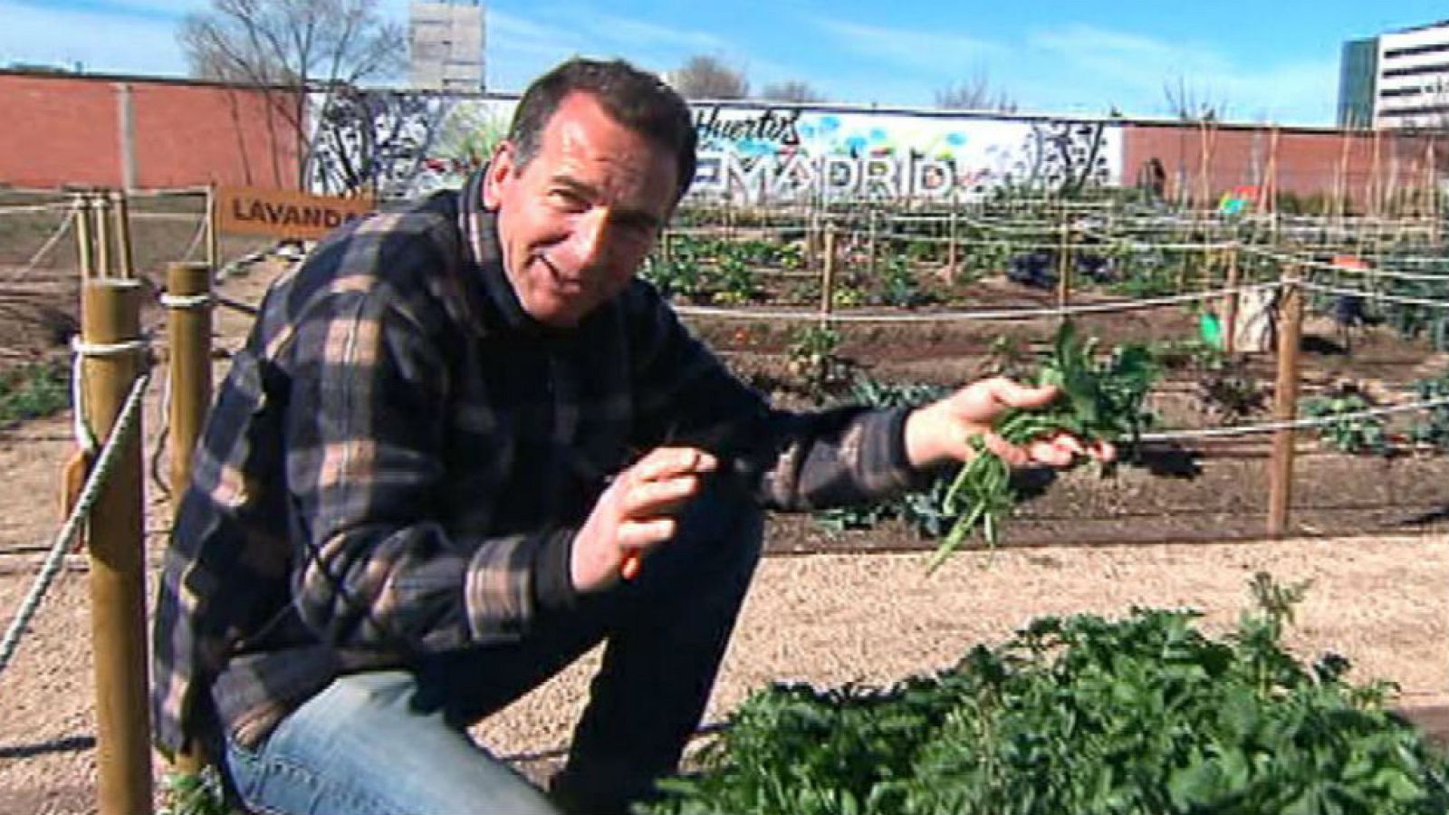 Nuestra cosecha de rúcula