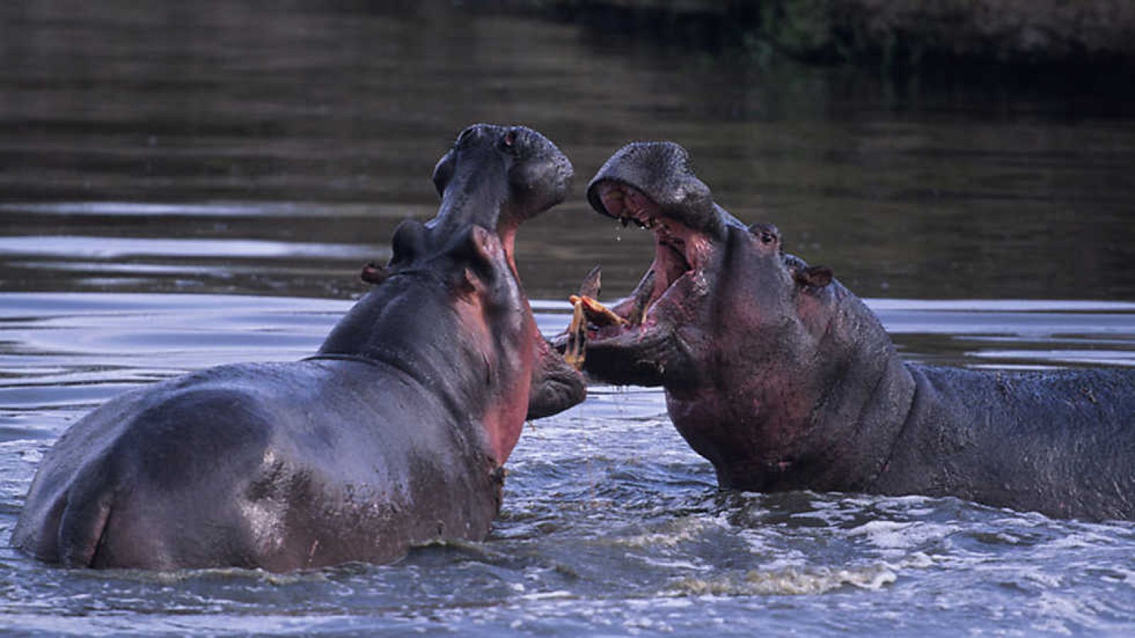 Grandes documentales - El río. Campo de batalla - ver ahora