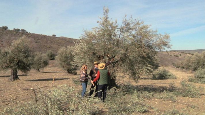 Aquí la Tierra - La poda del olivo