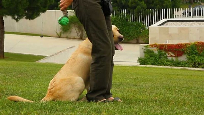 Más que perros y gatos - Capítulo 1 - ver ahora