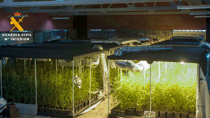 Telediario 1 - Desarticulan un entramado dedicado al cultivo de drogas