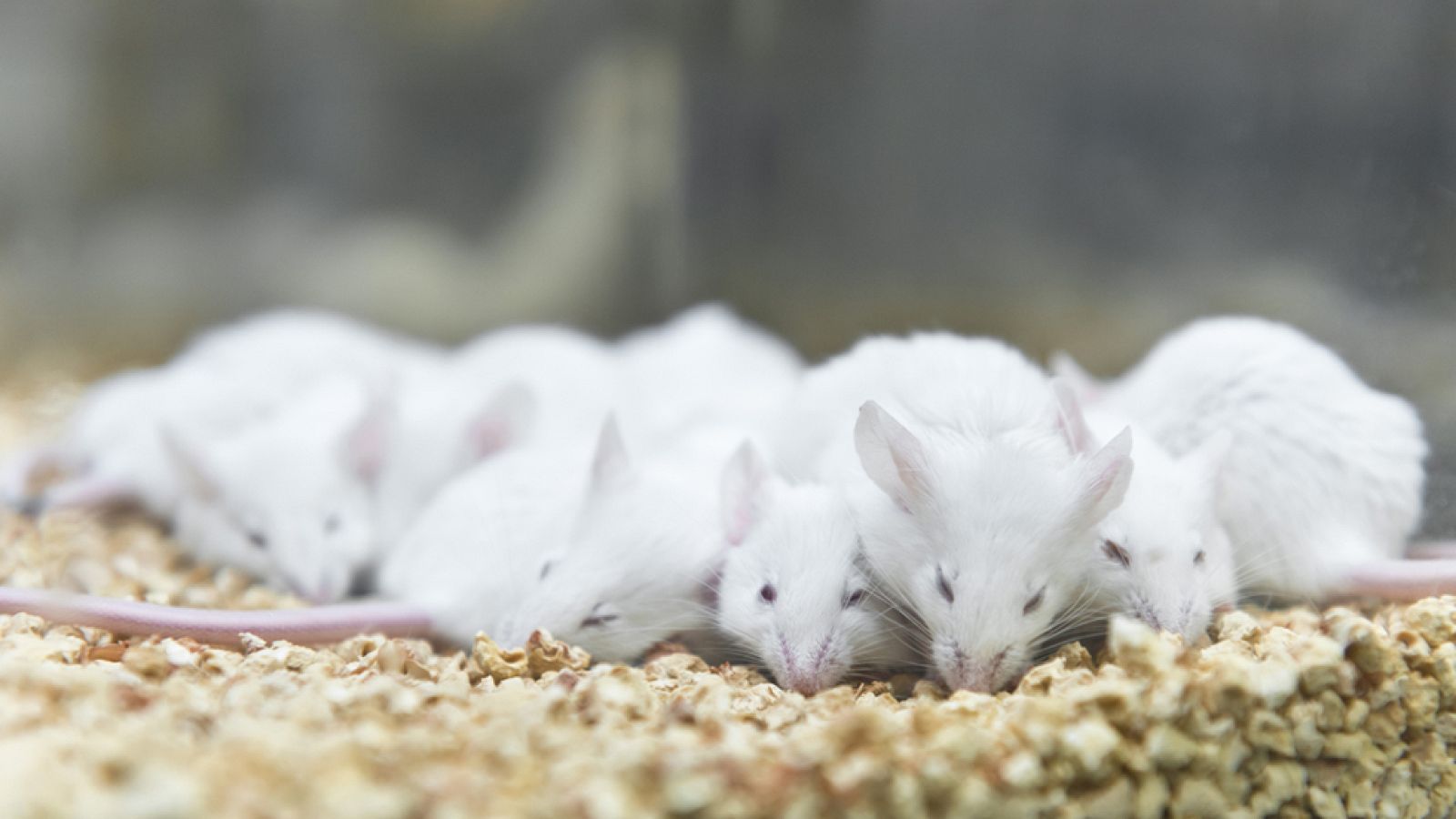 Grupos animalistas denuncian el uso de animales en los laboratorios en lugar de métodos alternativos