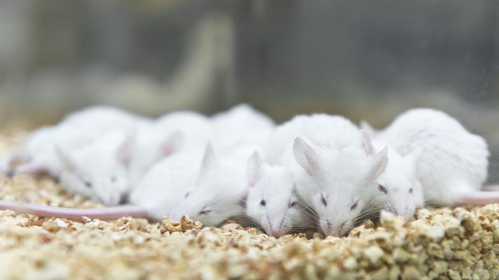 Informativo 24h - Grupos animalistas denuncian el uso de animales en los laboratorios en lugar de métodos alternativos