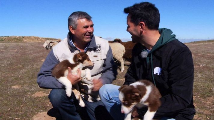 Aquí la Tierra - Border collie, pura energía