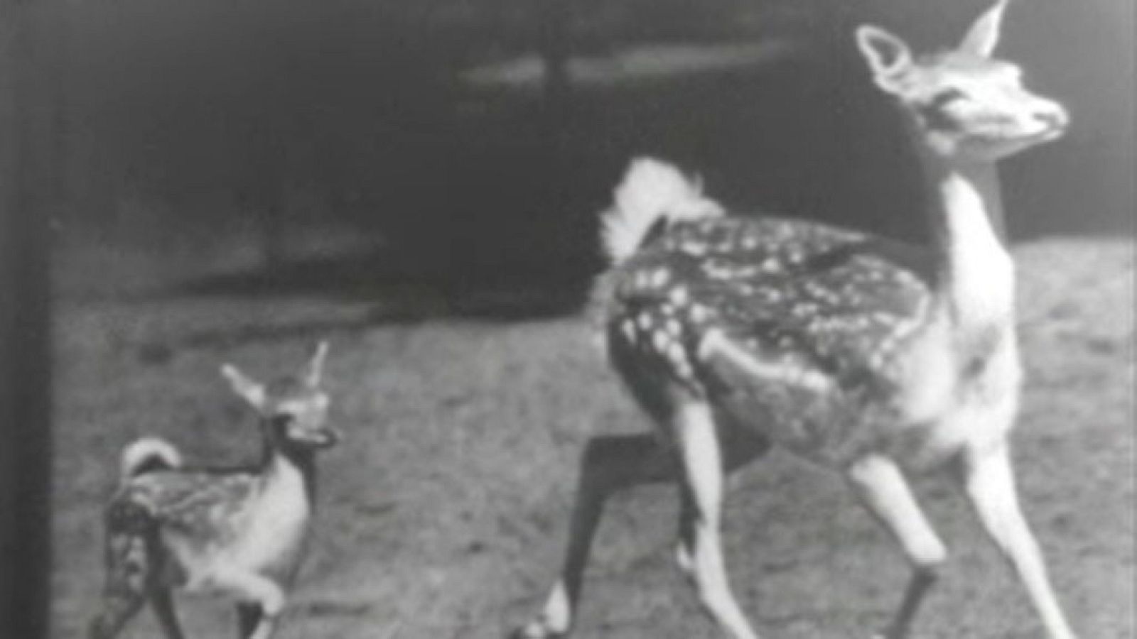 El planeta azul - Duelo de titanes