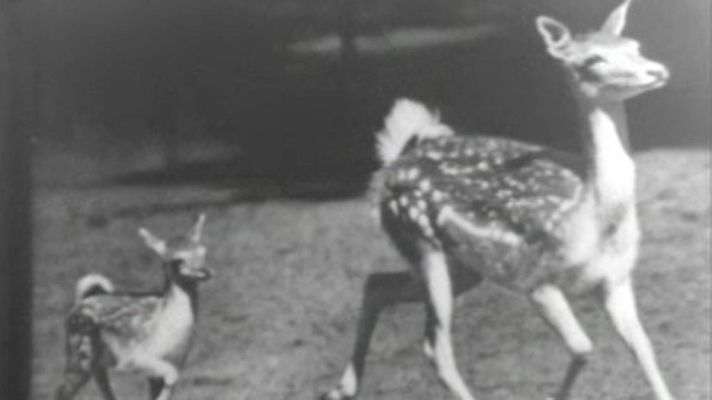 El planeta azul - Duelo de titanes