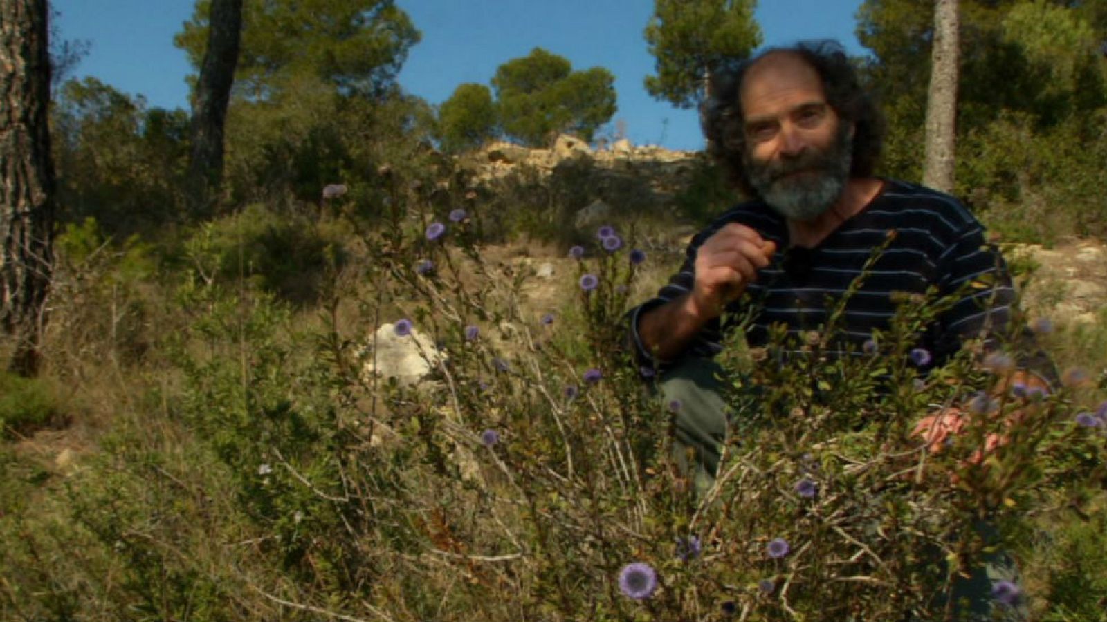 El reino del señor de los bosques