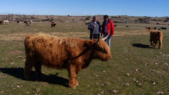 Aquí la Tierra - Unas vacas con mucho estilo