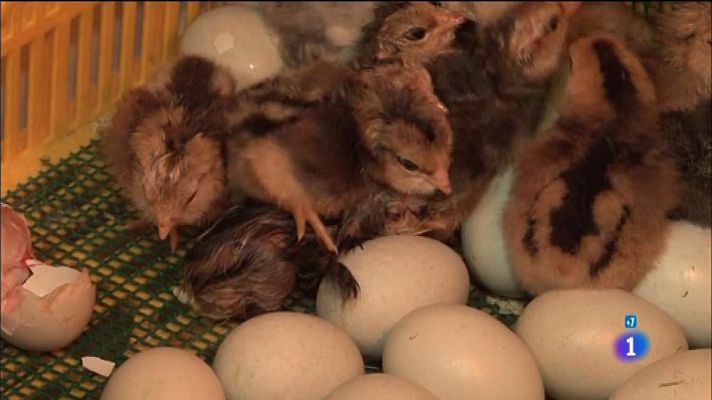 Comando Actualidad - Huevos de distinto color y sabor