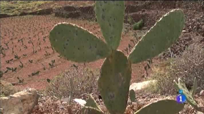 Comando Actualidad - La cochinilla: un colorante natural