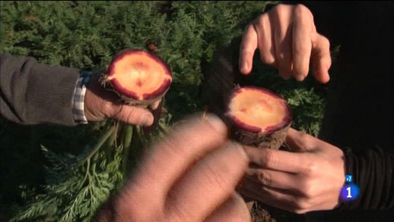 Comando Actualidad - La zanahoria morada: única en el mundo - Reportaje