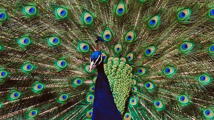 Grandes documentales - Los locos disfraces de los animales