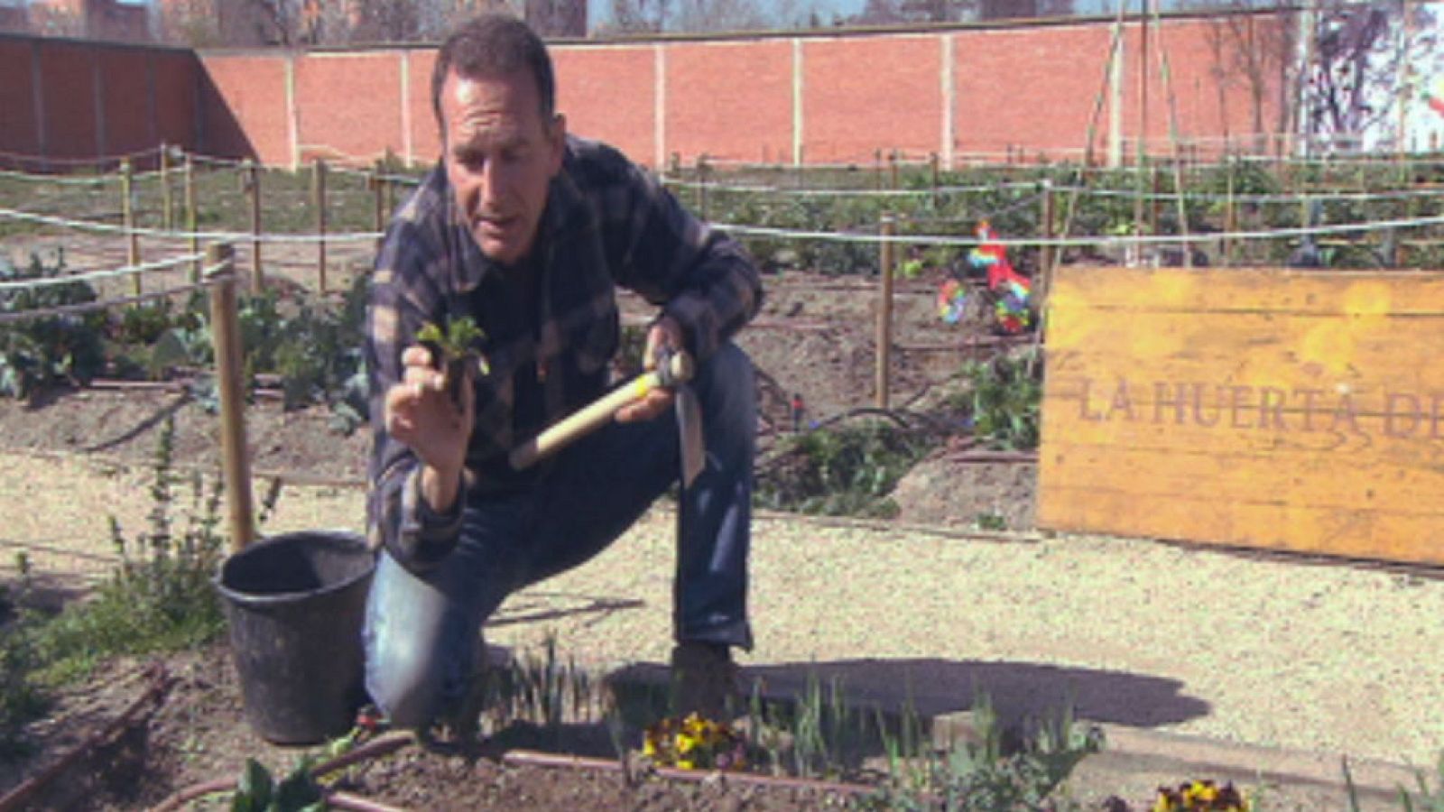Espinacas, un alimento mágico