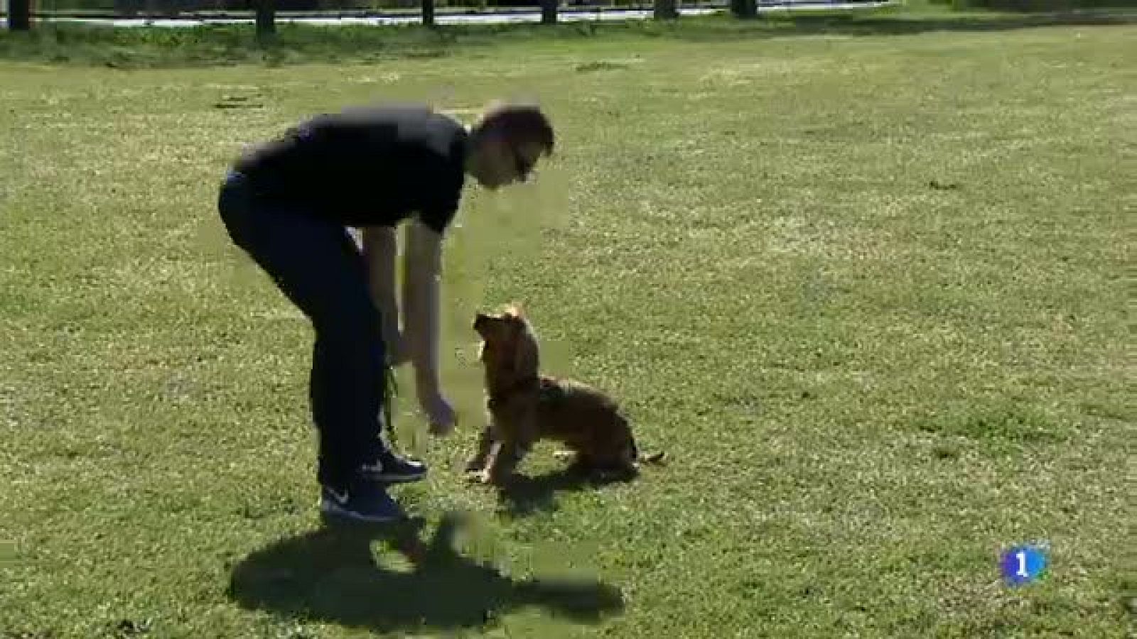 La plataforma Cardegos de Cardedeu reclama a l'ajuntament espais per poder deslligar els gossos