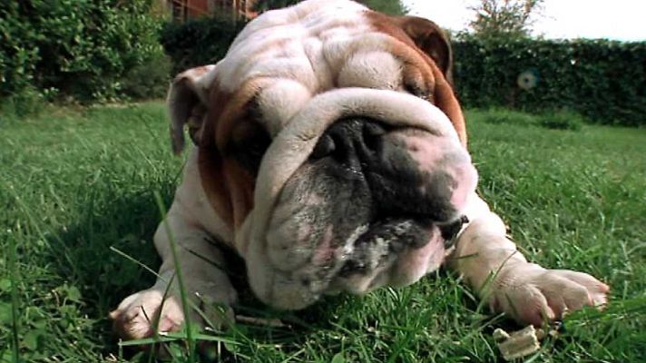 Más que perros y gatos - Capítulo 2