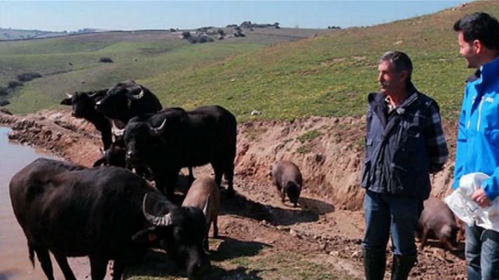 Aquí la Tierra - Los búfalos de agua, animales que sorprenden