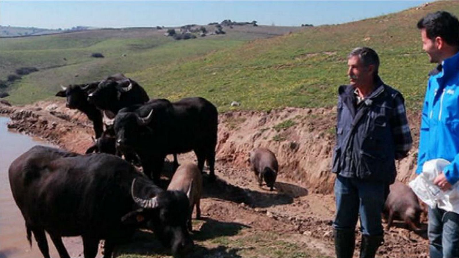 Los búfalos de agua, animales que sorprenden