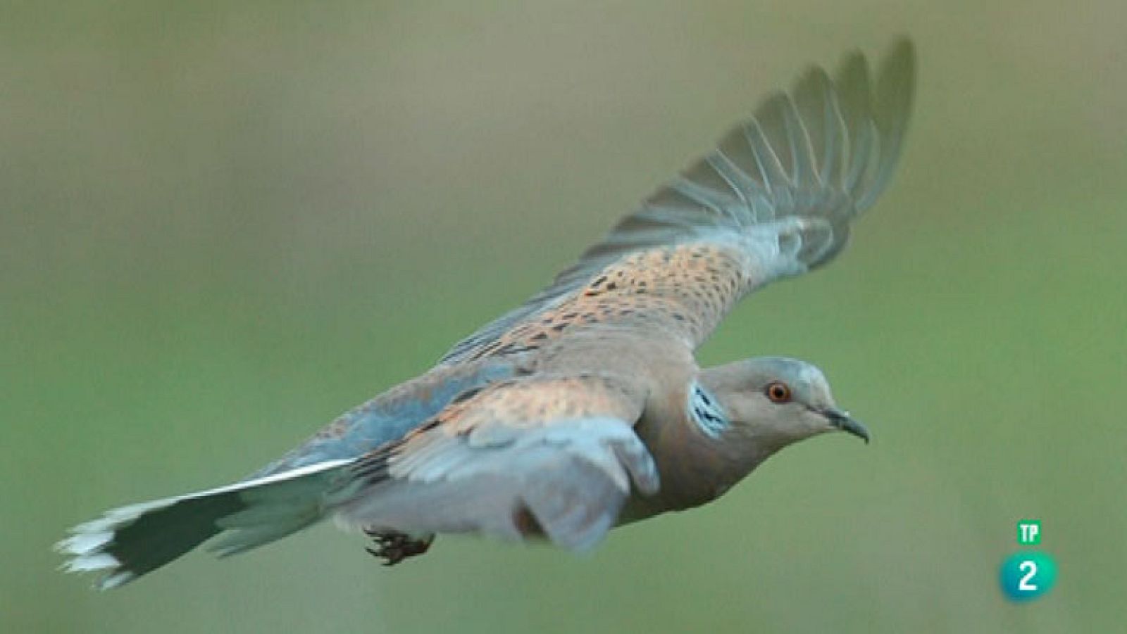 La Aventura del Saber. TVE. LA TÓRTOLA EUROPEA, EN JAQUE