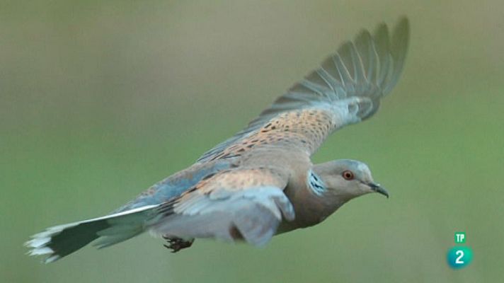 La aventura del Saber - LA TÓRTOLA EUROPEA, EN JAQUE