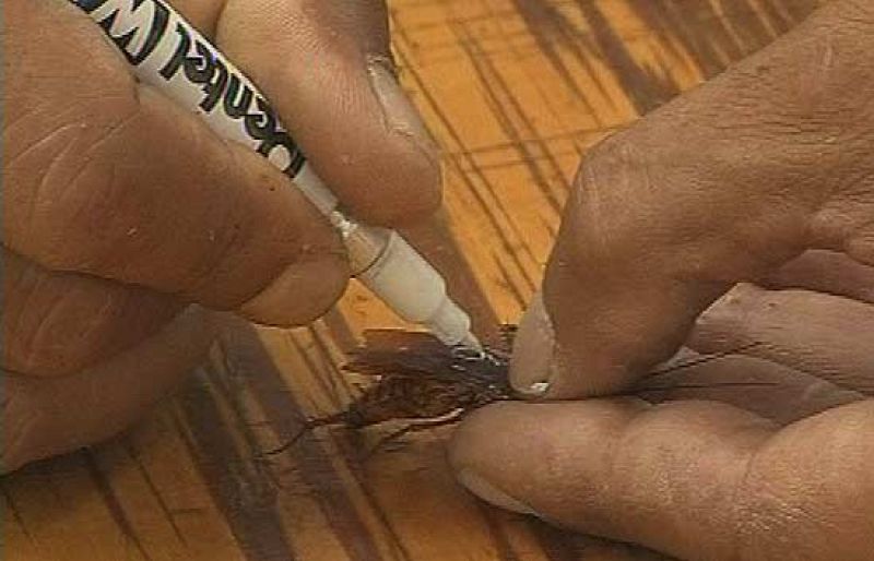 En Australia se celebra un evento muy particular: carreras de cucarachas.