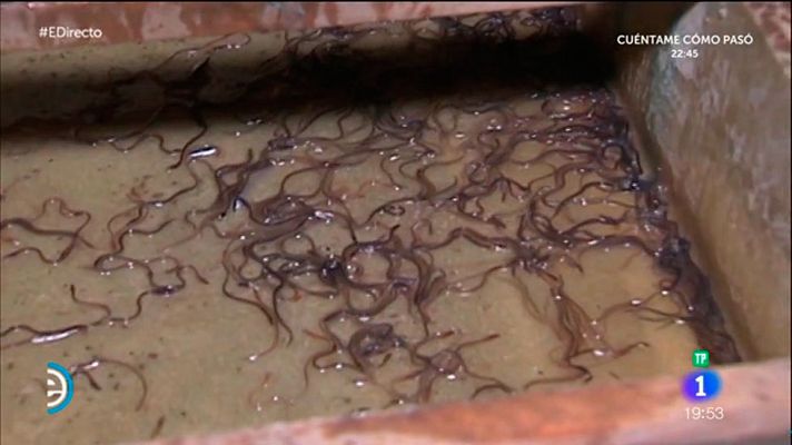 España Directo - La pesca nocturna de las angulas
