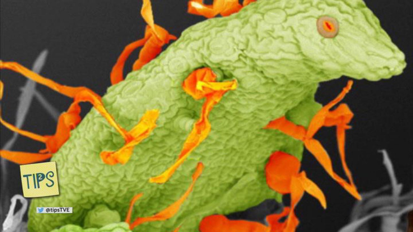 TIPS - La taza de Einstein - Los pelos de las plantas