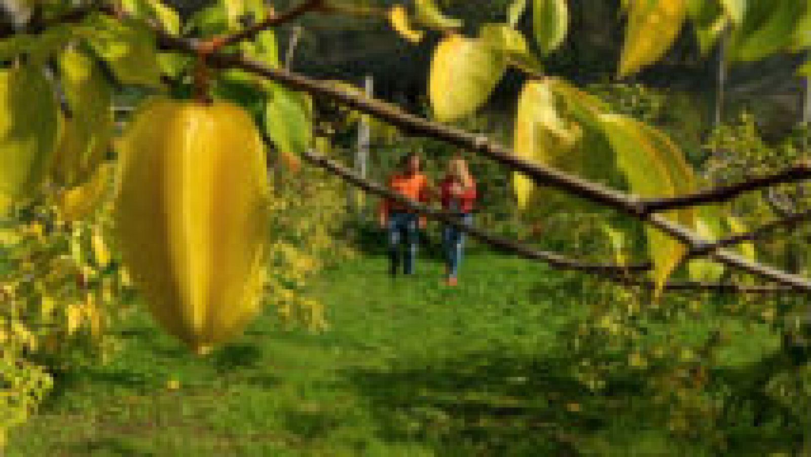 Carambola, moringa y otras frutas exóticas