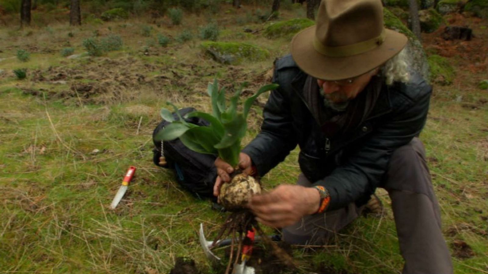 Una planta contra la sordera