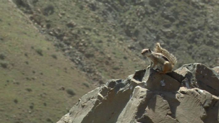 Aquí la Tierra - Ardillas en Fuerteventura