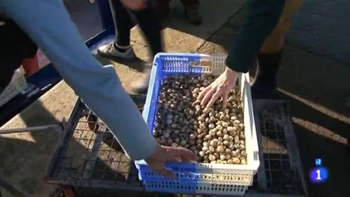 Comando Actualidad - De la Ría de Noia sale el 80% del berberecho que se recoge